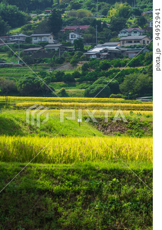 田んぼが黄色く染まる内山の里風景　南足柄市 94952941