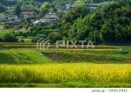 田んぼが黄色く染まる内山の里風景 南足柄市 田んぼが黄色く染まる内山の里風景 南足柄市 94952942