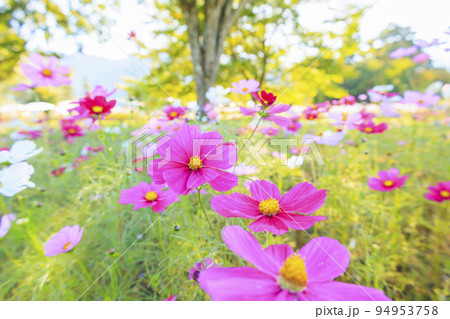 アルプスあずみの公園　満開のコスモスと秋の花々 94953758