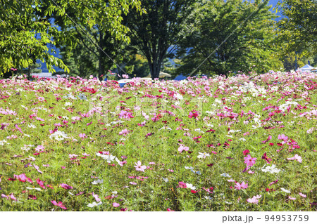 アルプスあずみの公園 満開のコスモスと秋の花々 アルプスあずみの公園 満開のコスモスと秋の花々 94953759