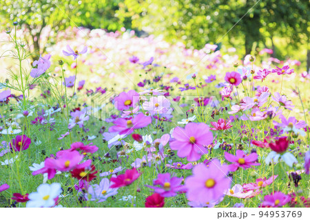 アルプスあずみの公園 満開のコスモスと秋の花々 アルプスあずみの公園 満開のコスモスと秋の花々 94953769