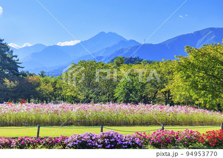 アルプスあずみの公園 満開のコスモスと秋の花々 アルプスあずみの公園 満開のコスモスと秋の花々 94953770
