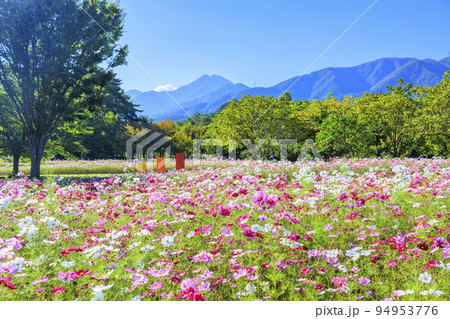 アルプスあずみの公園　満開のコスモスと秋の花々 94953776