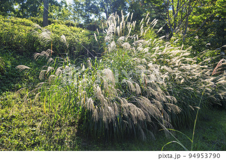 アルプスあずみの公園 満開のコスモスと秋の花々 アルプスあずみの公園 満開のコスモスと秋の花々 94953790