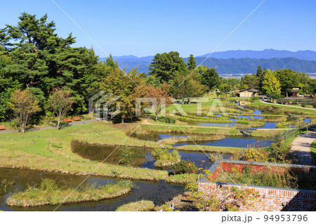 アルプスあずみの公園　満開のコスモスと秋の花々 94953796