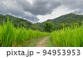Beautiful view of green rice field., shot photo of agricultural fields, sky and agriculture,Landscape photo, scenery natural. 94953953