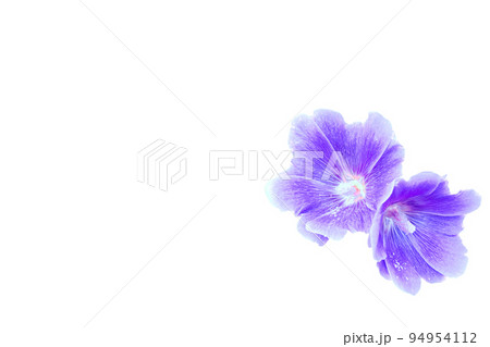 Two heads of blue purple violet flowers Alcea rosea isolated on white Two heads of blue purple violet flowers Alcea rosea isolated on white 94954112