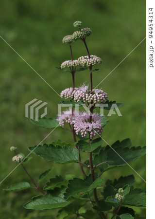 日本の秋の庭に咲く薄紫色のダンギクの花 日本の秋の庭に咲く薄紫色のダンギクの花 94954314
