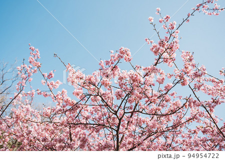 満開の河津桜 94954722