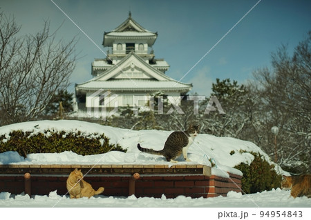 滋賀・長浜の豊公園に住む猫たち 滋賀・長浜の豊公園に住む猫たち 94954843