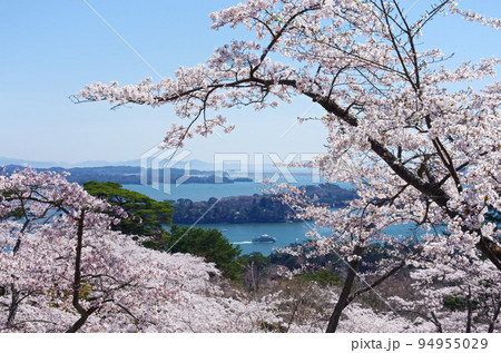 桜と日本三景松島【宮城県】 94955029