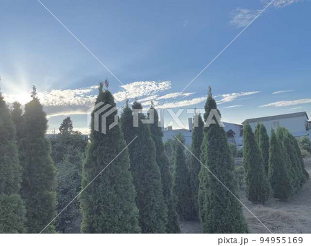 青空と木々 94955169