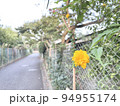 道路沿いに咲く黄色い花 94955174