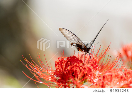 彼岸花にとまるクロアゲハ 94955248