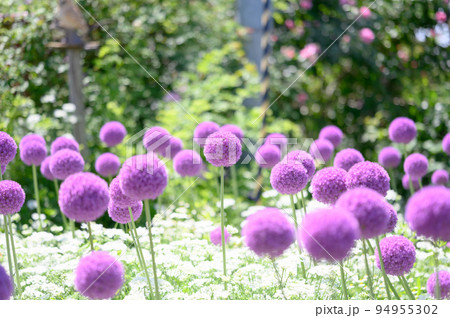 オオハナニラ オオハナニラ 94955302