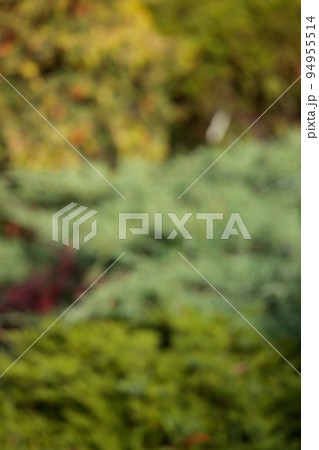 Bright autumn background. Defocused foliage is green and bright yellow 94955514