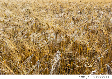 Grains on the field, redy for harvest, golden wheat in the sun. Fields full of cereals. Golden Ripe grain, Yellow, golden background. Landscape of fields full of grains Grains on the field, redy for harvest, golden wheat in the sun. Fields full of cereals. Golden Ripe grain, Yellow, golden background. Landscape of fields full of grains 94955914
