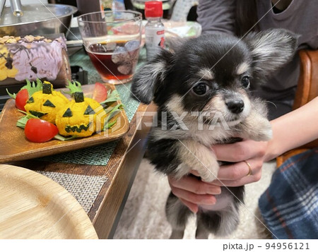 ハロウィンかぼちゃとポメチワの子犬 94956121