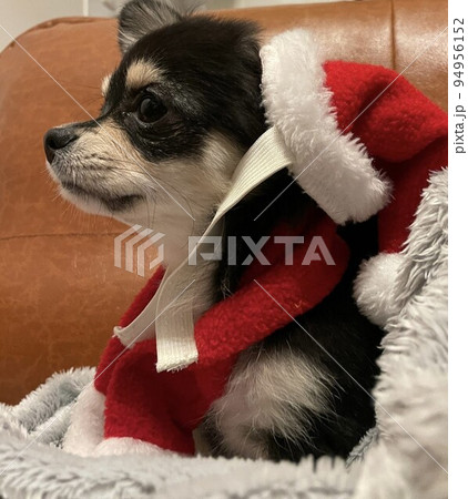 サンタコスプレをしたポメチワの子犬　横顔アップ 94956152