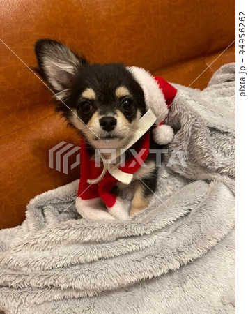 サンタコスプレをしたポメチワの子犬 94956262
