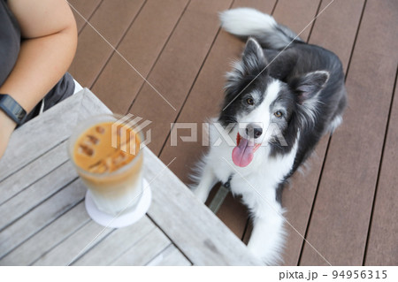 犬同伴可能なカフェテラスのテーブル下にいるボーダーコリー 94956315