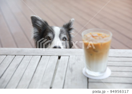 犬同伴可能なカフェテラスのテーブル下にいるボーダーコリー 犬同伴可能なカフェテラスのテーブル下にいるボーダーコリー 94956317