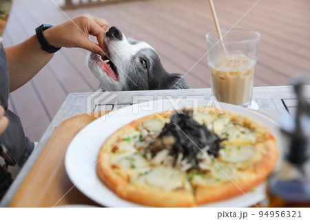 ドッグカフェでピザのかけらをもらうボーダーコリー ドッグカフェでピザのかけらをもらうボーダーコリー 94956321