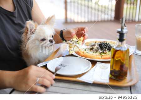 ランチをしている飼い主の膝上に座るロングコートチワワ  94956325