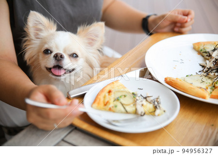 ランチをしている飼い主の膝上に座るロングコートチワワ  94956327