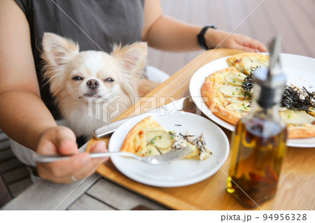 ランチをしている飼い主の膝上に座るロングコートチワワ  94956328