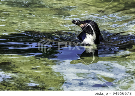 Swimming humboldt penguin (Spheniscus humboldti) 94956678