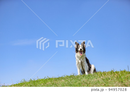 青空の下の丘上でおすわりをするボーダーコリー 94957028