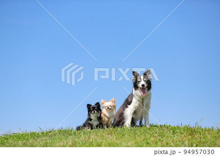 青空の下の丘上でおすわりをするボーダーコリーと2頭のロングコートチワワ 青空の下の丘上でおすわりをするボーダーコリーと2頭のロングコートチワワ 94957030