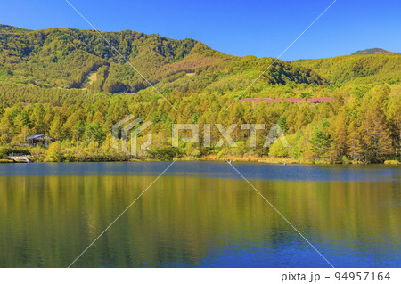 八千穂高原　白樺の群生地と八千穂レイク 94957164