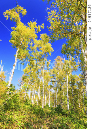 八千穂高原　白樺の群生地と八千穂レイク 94957186