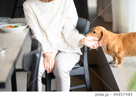 愛犬と過ごす高齢者 94957485