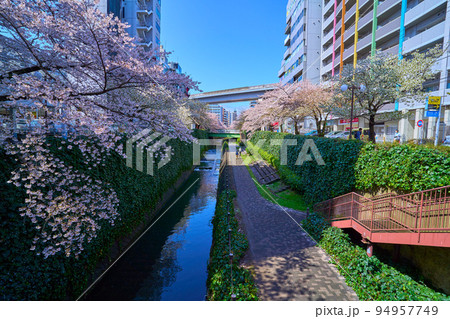 春の東京都多摩市落合1丁目の乞田川から西側の桜並木を見る 春の東京都多摩市落合1丁目の乞田川から西側の桜並木を見る 94957749
