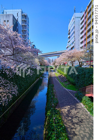 春の東京都多摩市落合1丁目の乞田川から西側の桜並木を見る 春の東京都多摩市落合1丁目の乞田川から西側の桜並木を見る 94957751