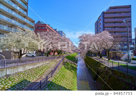 春の東京都多摩市落合1丁目の乞田川(落合橋)から東側の桜並木を見る 春の東京都多摩市落合1丁目の乞田川(落合橋)から東側の桜並木を見る 94957755
