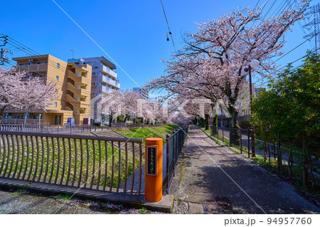 春の東京都多摩市落合1丁目の乞田川(下落合橋)沿いの道から東側の桜並木を見る 94957760