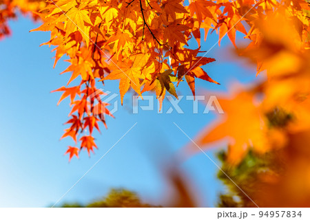 色づいた黄色モミジと青空　紅葉モミジの背景素材　秋イメージ　 94957834