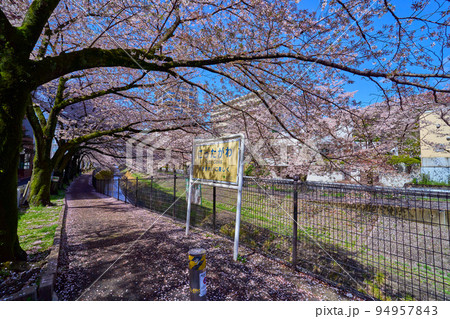 春の東京都多摩市鶴牧1丁目付近の乞田川(山王橋)沿いの道から西側の桜並木を見る 春の東京都多摩市鶴牧1丁目付近の乞田川(山王橋)沿いの道から西側の桜並木を見る 94957843