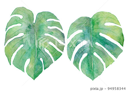 トロピカルリーフ　水彩イラスト 94958344