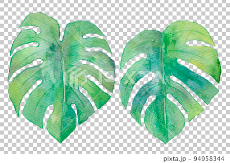 トロピカルリーフ　水彩イラスト 94958344