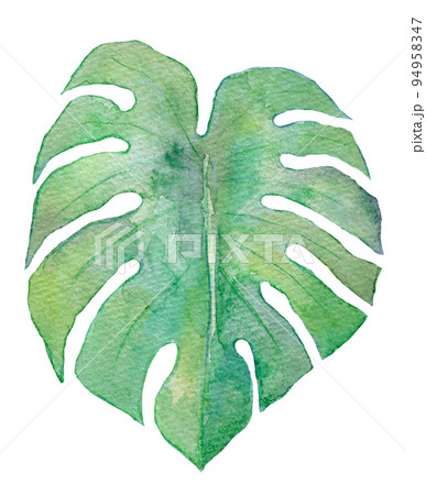 トロピカルリーフ 水彩イラスト トロピカルリーフ 水彩イラスト 94958347