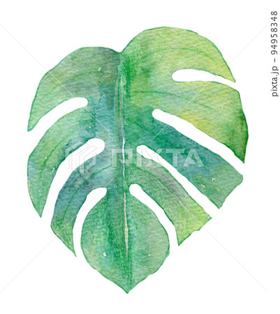 トロピカルリーフ　水彩イラスト 94958348