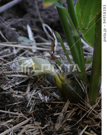 みょうが 94958393