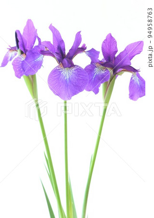 アヤメ　紫色　日本的な花姿　明るい背景　きれい 94958763
