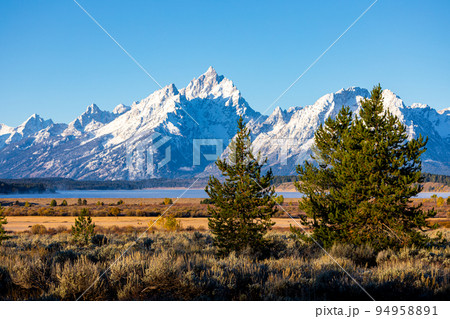 Forest inside Willow Flats with background of Grand Teton. Forest inside Willow Flats with background of Grand Teton. 94958891
