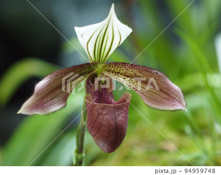 パフィオペディラム・プルプラツム Paphiopedilum purpuratum パフィオペディラム・プルプラツム Paphiopedilum purpuratum 94959748
